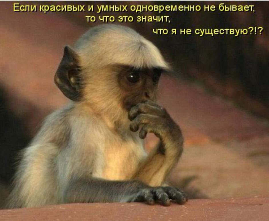 Умная обезьяна