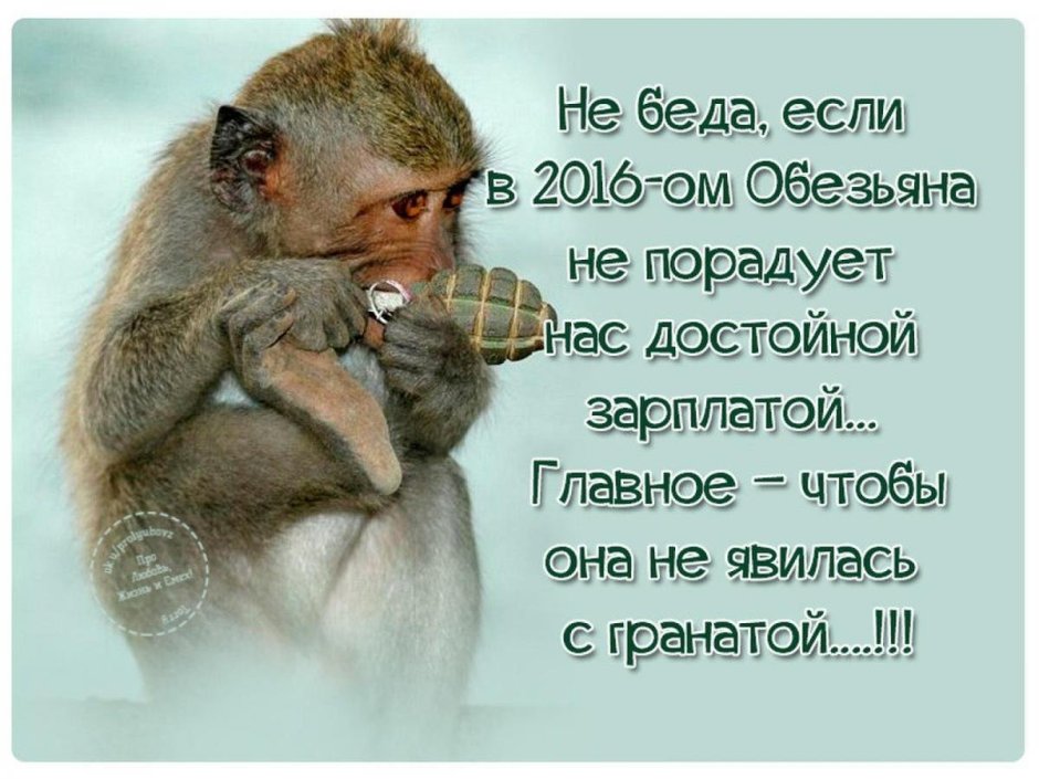 Смешные обезьяны с фразами