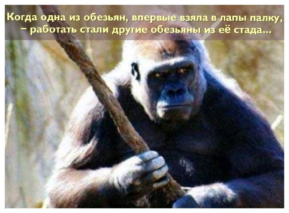 Когда обезьяна взяла палку в руки