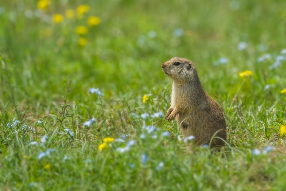 Spermophilus relictus