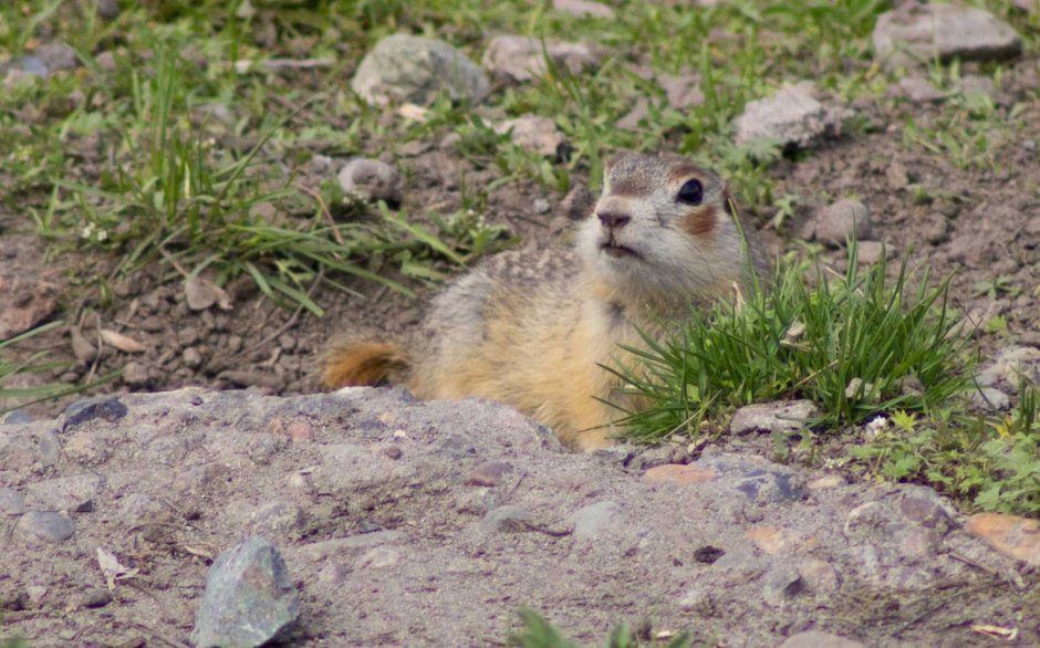 Суслик Краснощекий – Spermophilus erythrogenys