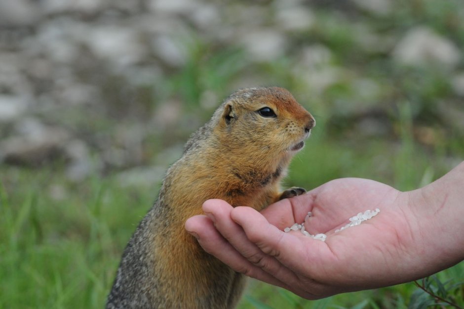 Суслик Краснощекий – Spermophilus erythrogenys