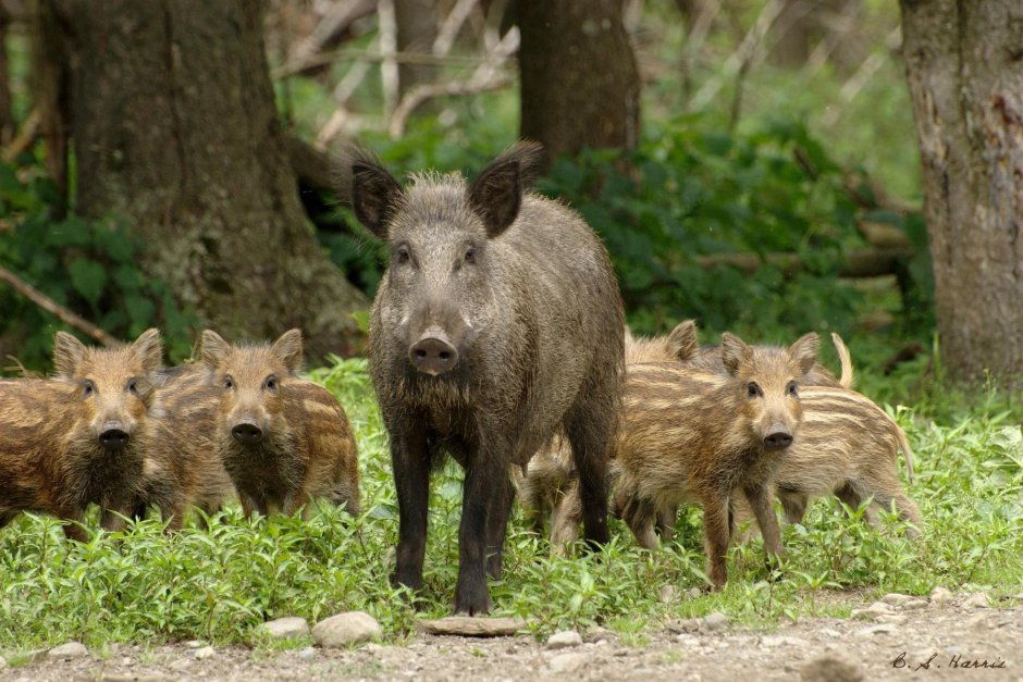 Red River Hog животное