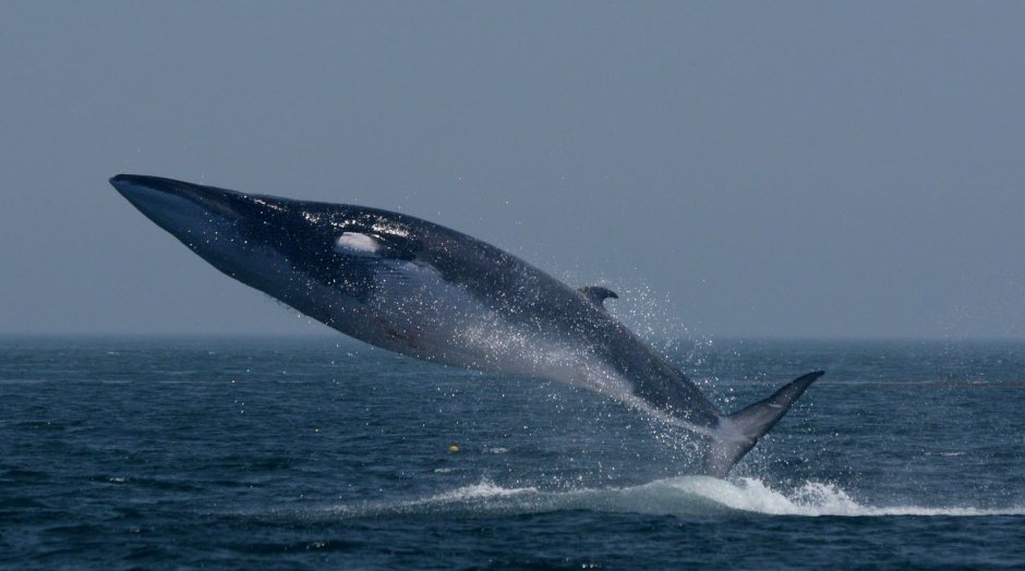 Balaenoptera physalus