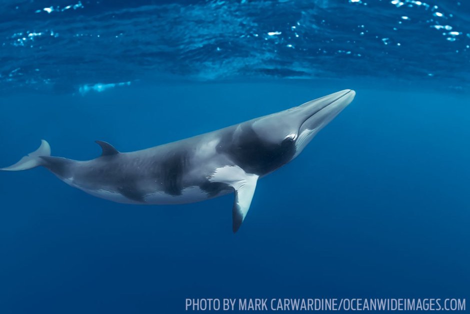 Малый полосатик Balaenoptera acutorostrata
