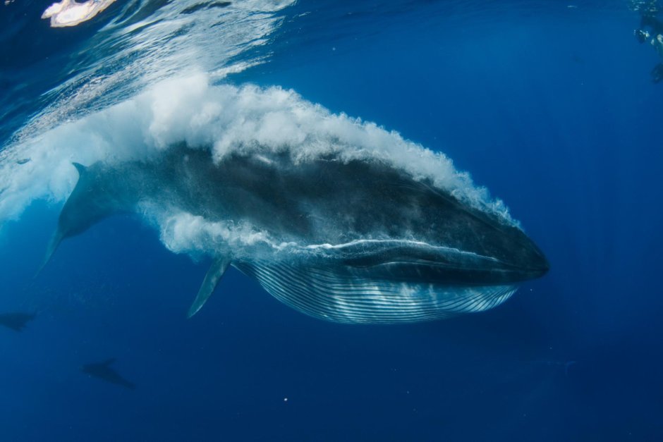 Голубой кит Balaenoptera musculus