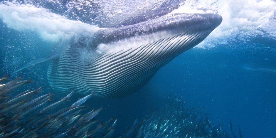 Сейвал (ивасёвый кит) (Balaenoptera Borealis)
