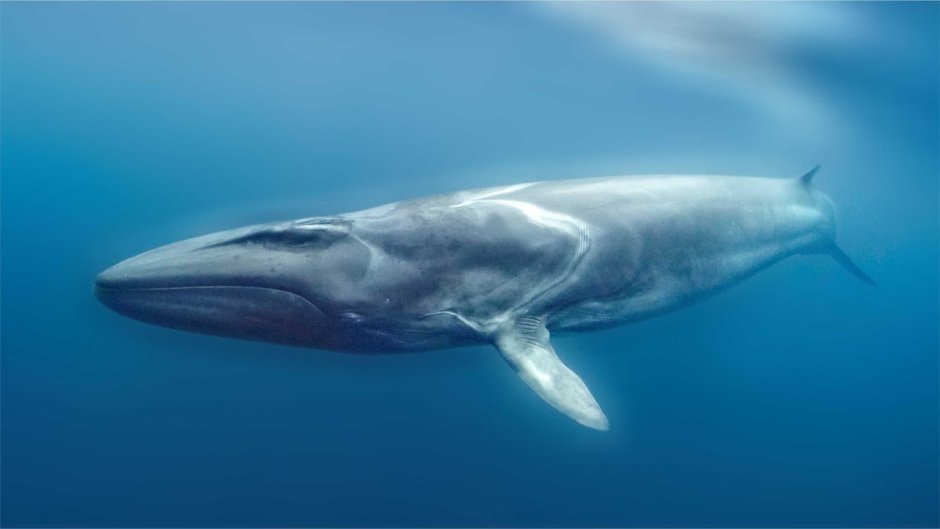 Сейвал (ивасёвый кит) (Balaenoptera Borealis)