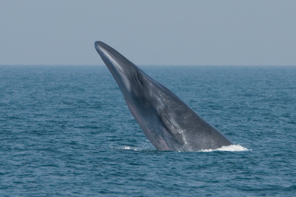 Финвал (Balaenoptera physalus)