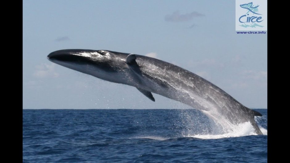 Малый полосатик Balaenoptera acutorostrata