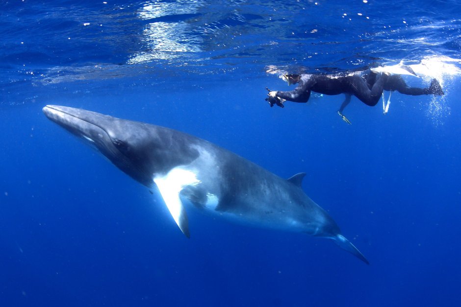 Голубой кит Balaenoptera musculus