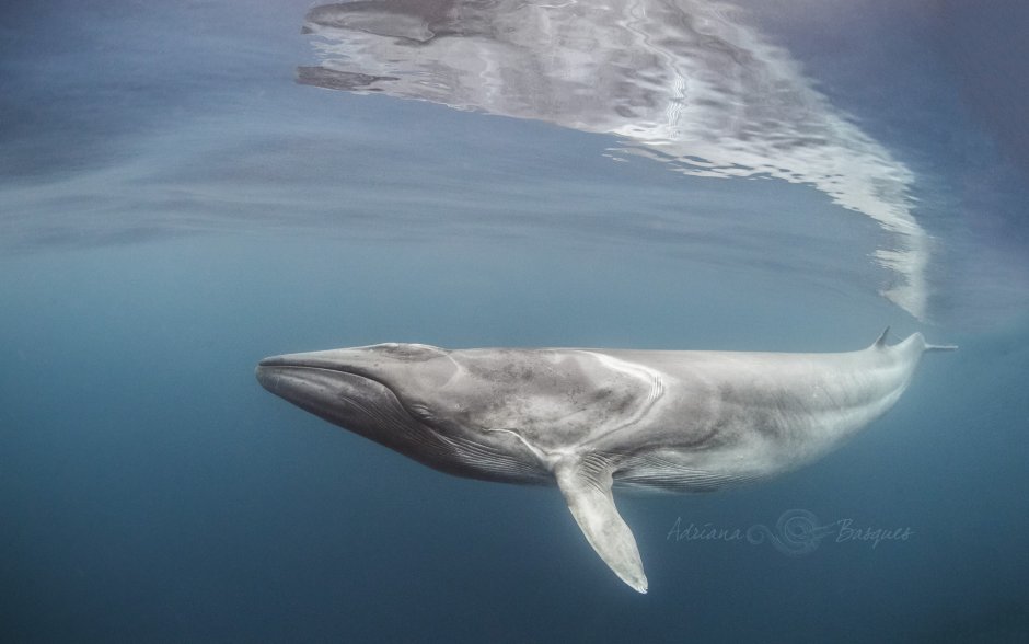 Малый полосатик Balaenoptera acutorostrata