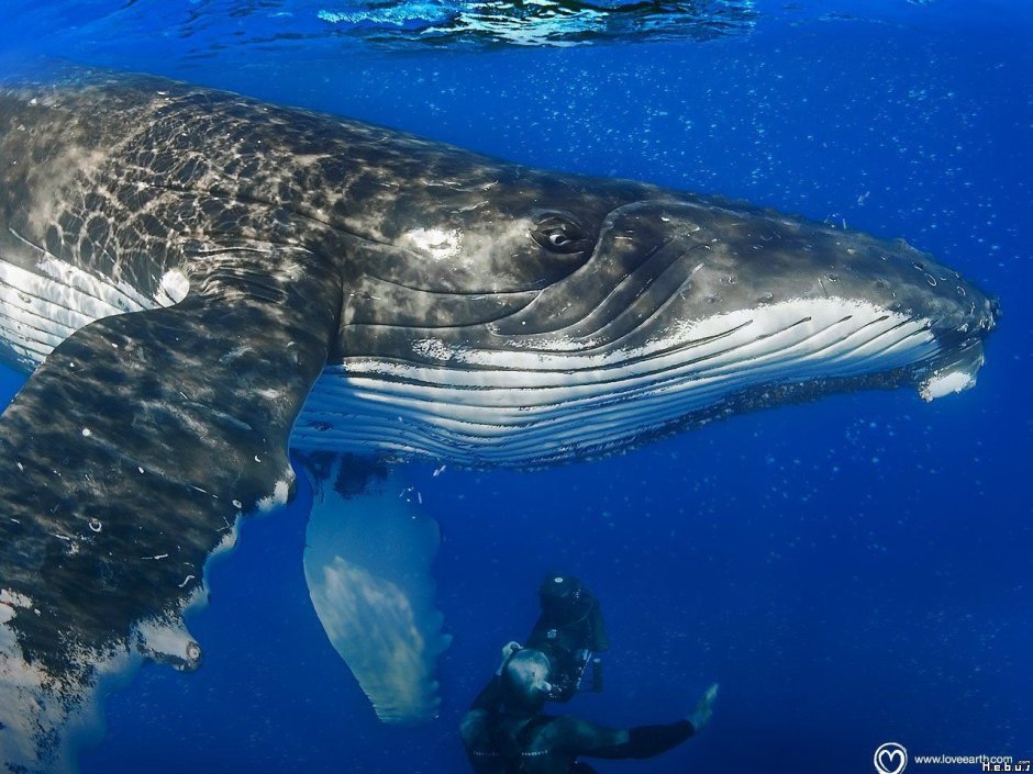 Сейвал (ивасёвый кит) (Balaenoptera Borealis)