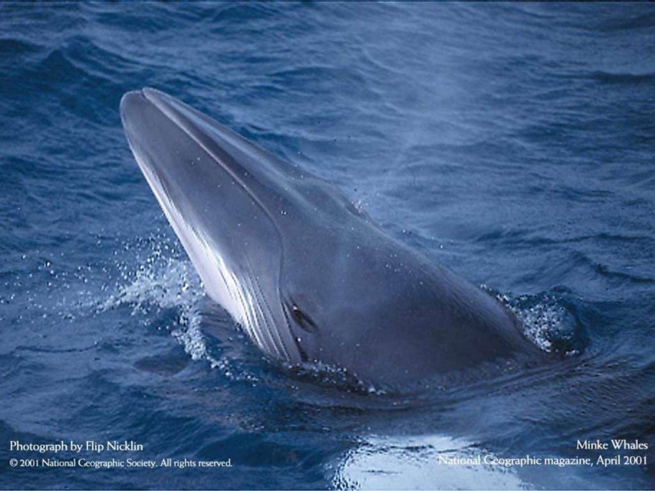 Северный малый полосатик Balaenoptera acutorostrata