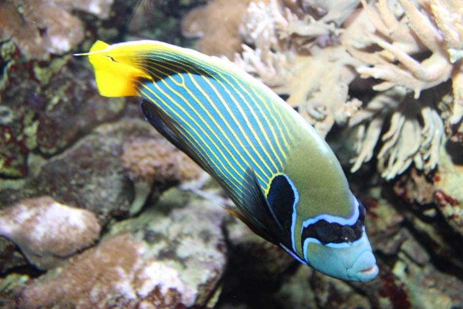 Emperor Angelfish (Pomacanthus Imperator)