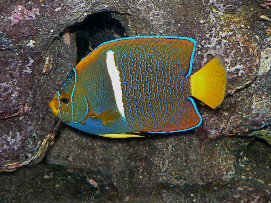 Holacanthus passer