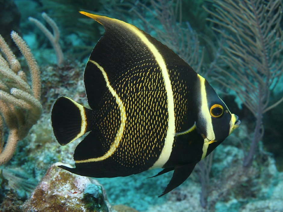 Acanthurus triostegus
