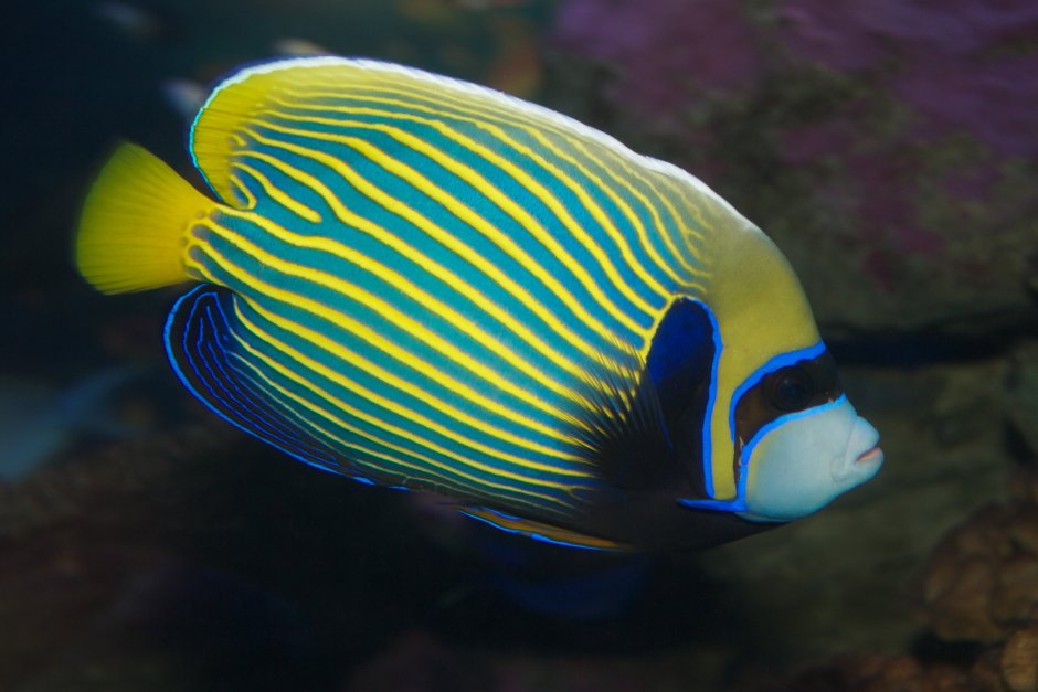 Chromis retrofasciata