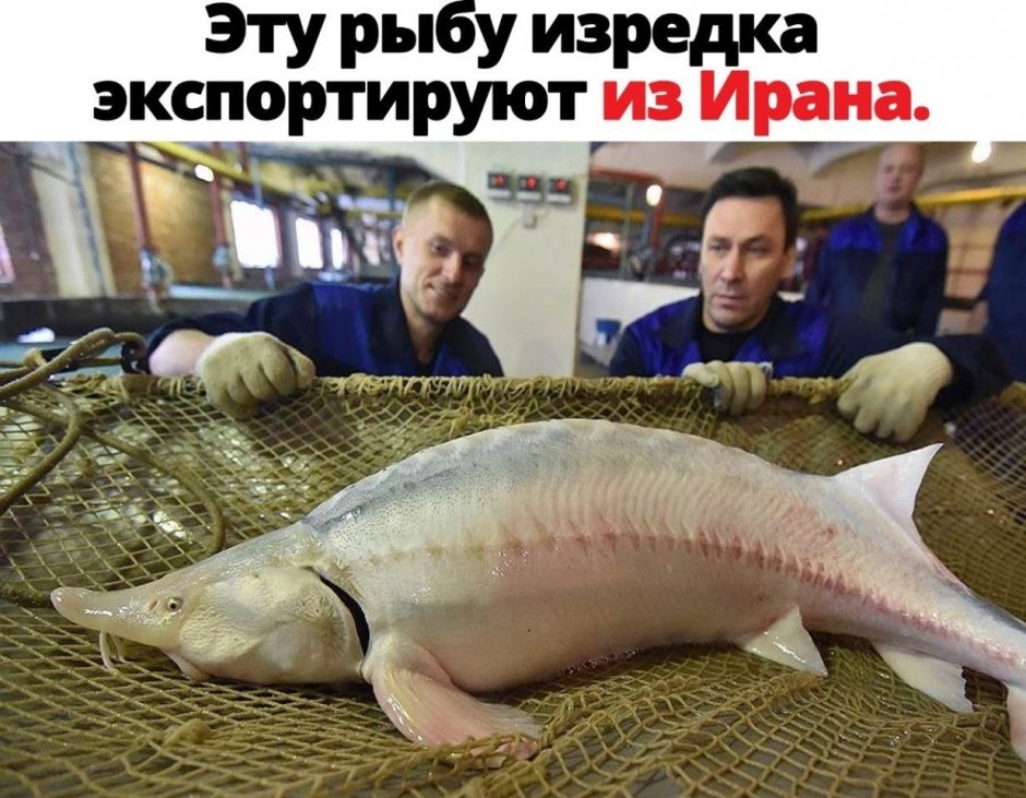 Водка Белуга реклама