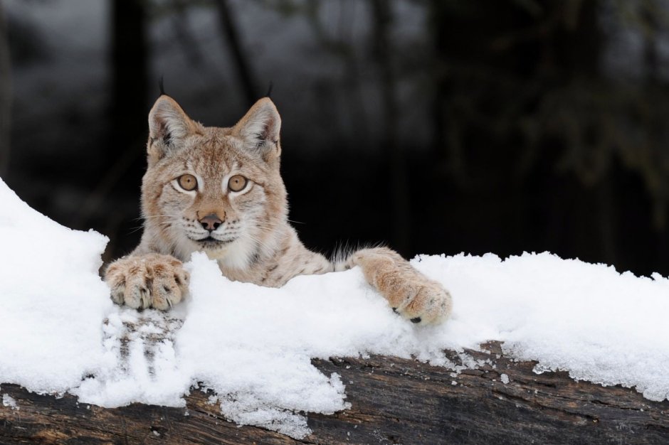 Lynx Lynx wrangeli