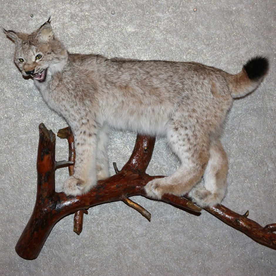 Lynx Taxidermy