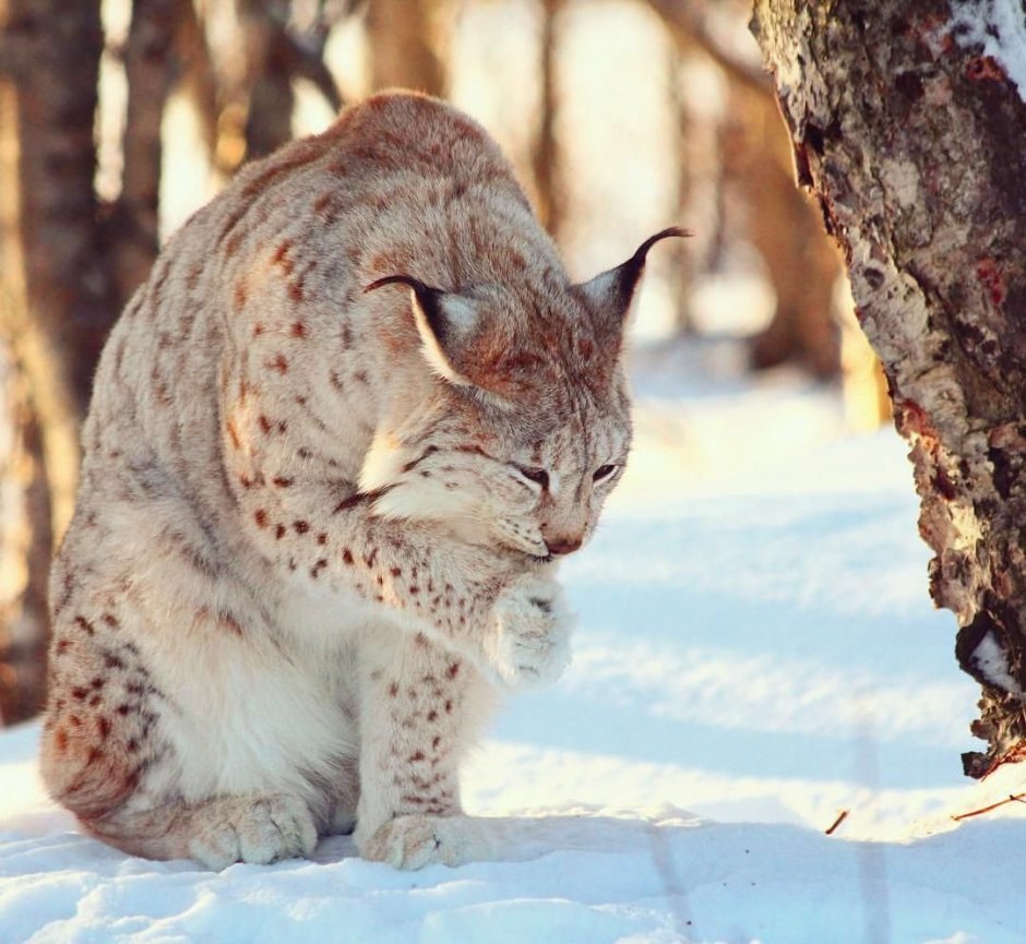 Каракал домашний