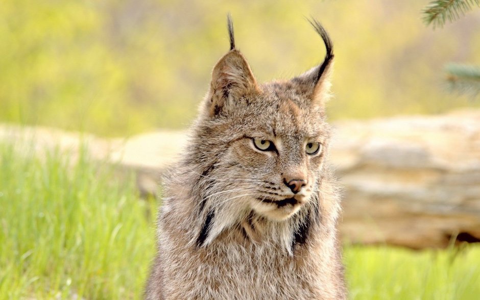 Lynx Рысь