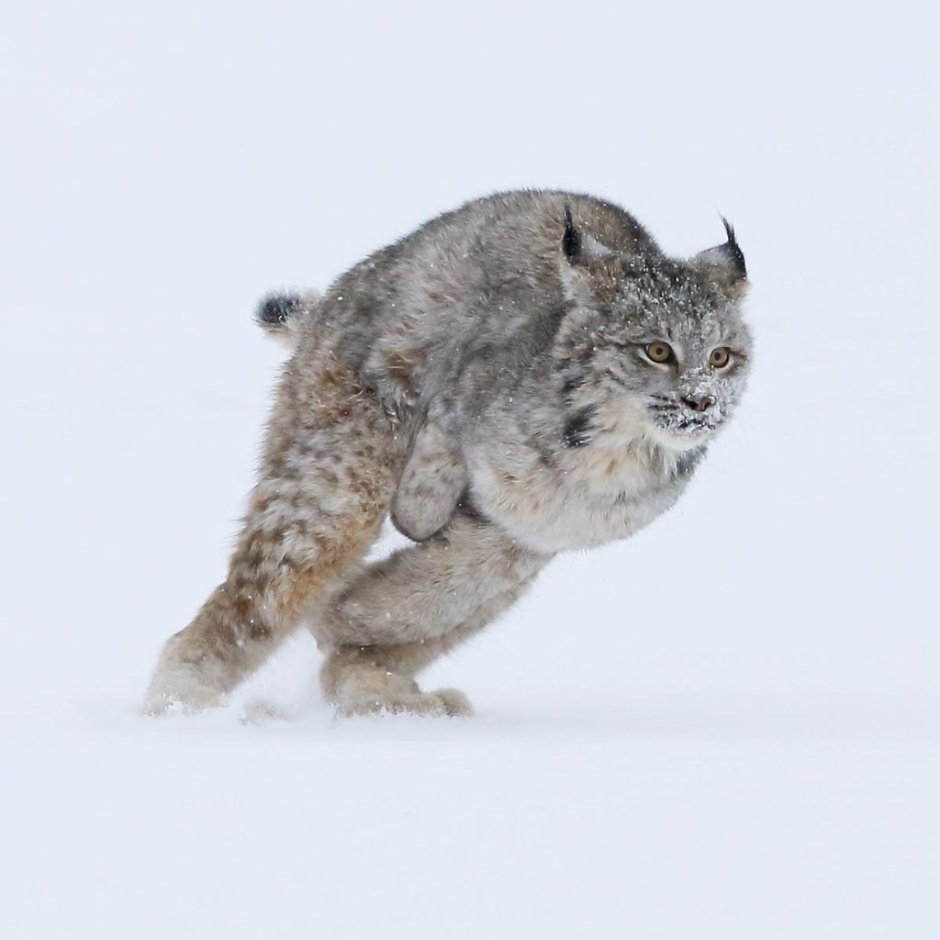 Кошачьи ушки