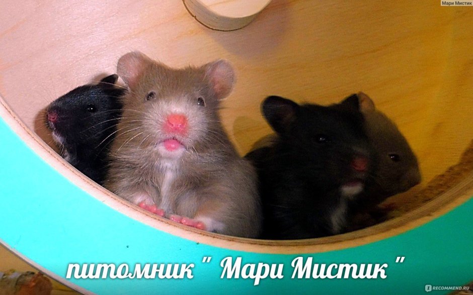 Хомяк сирийский
