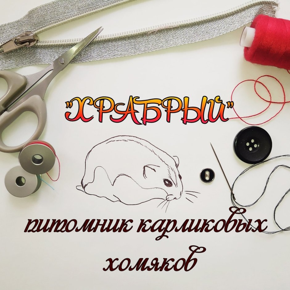 Расцветки хомяков джунгариков