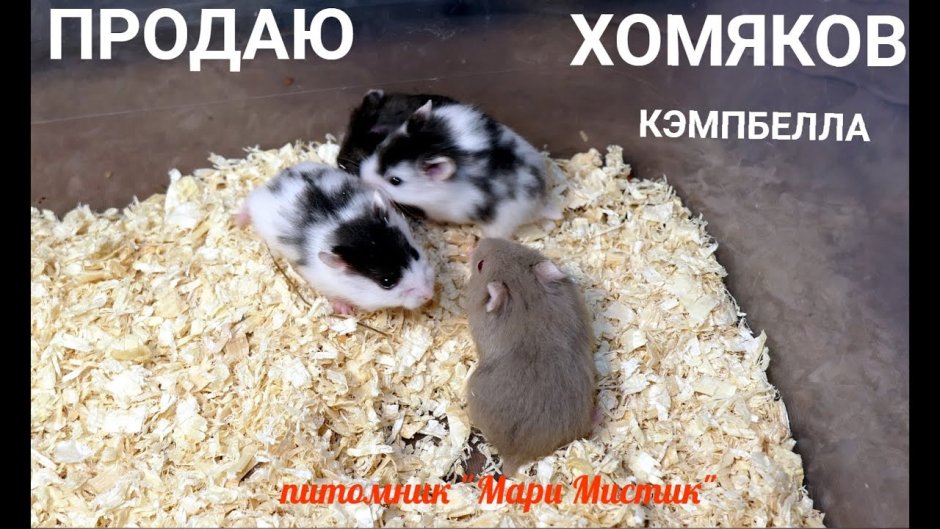 Вес хомяков
