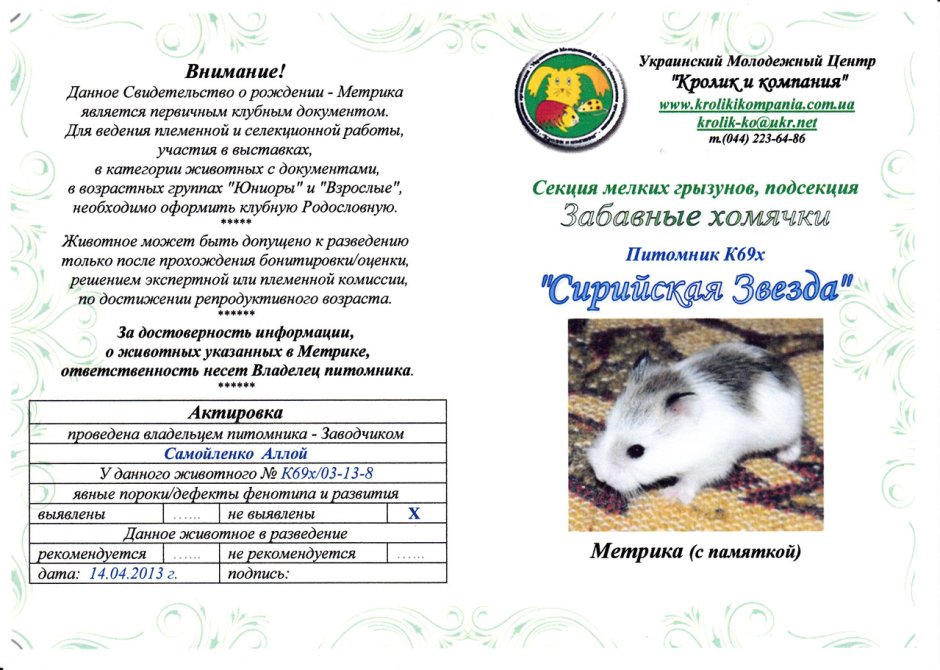 Стадо морских свинок