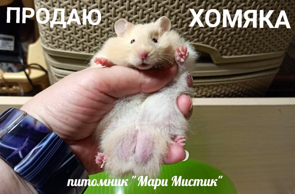 Ангорский хомяк девочка