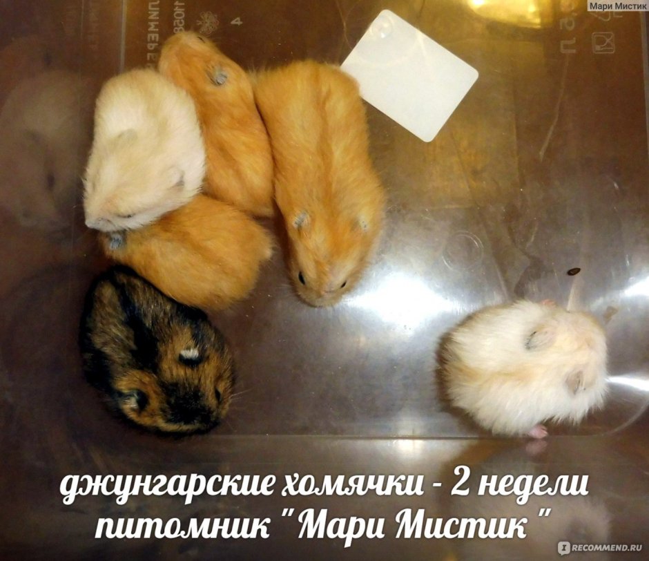 Питомник хомяков