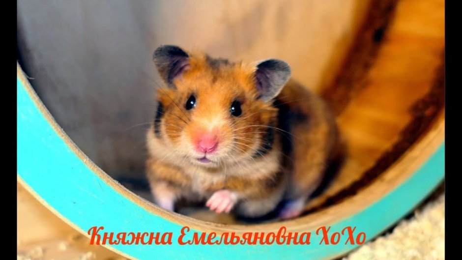 Питомник хомяков в Санкт-Петербурге
