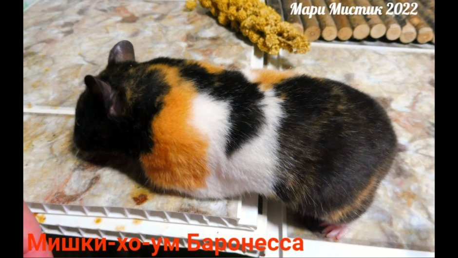 Морская Свинка в новогоднем костюме