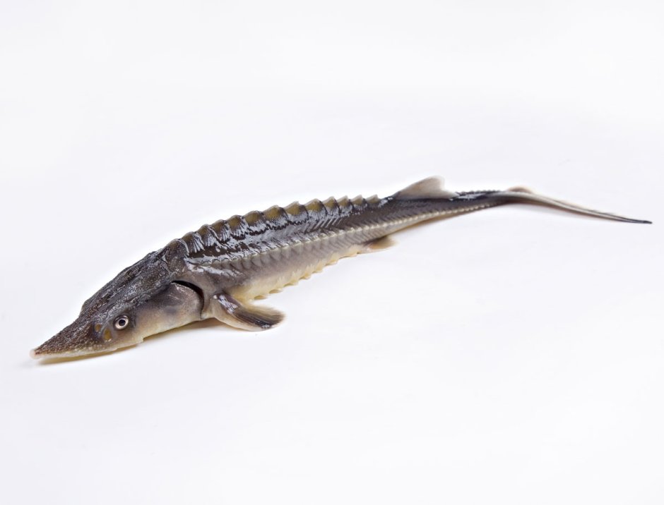 Севрюга – Acipenser stellatus Pallas, 1771