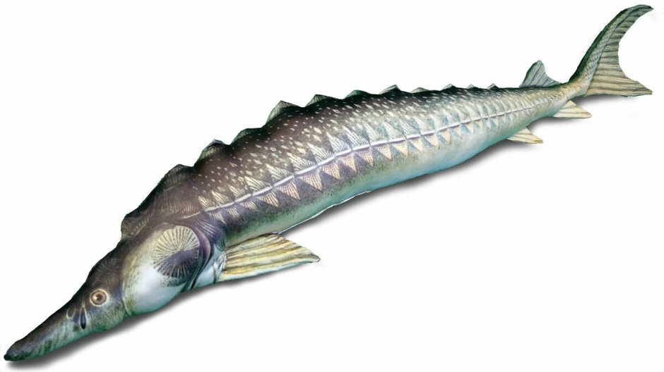 Paddlefish Sturgeon
