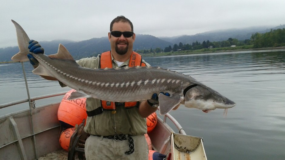 Рыба Atlantic Sturgeon