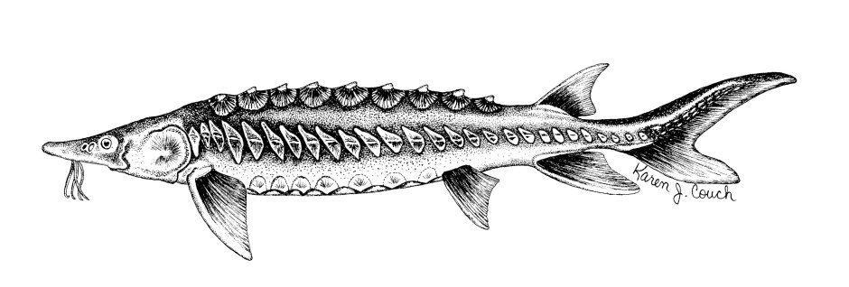 Русский осетр Acipenser gueldenstaedtii Brandt, 1833