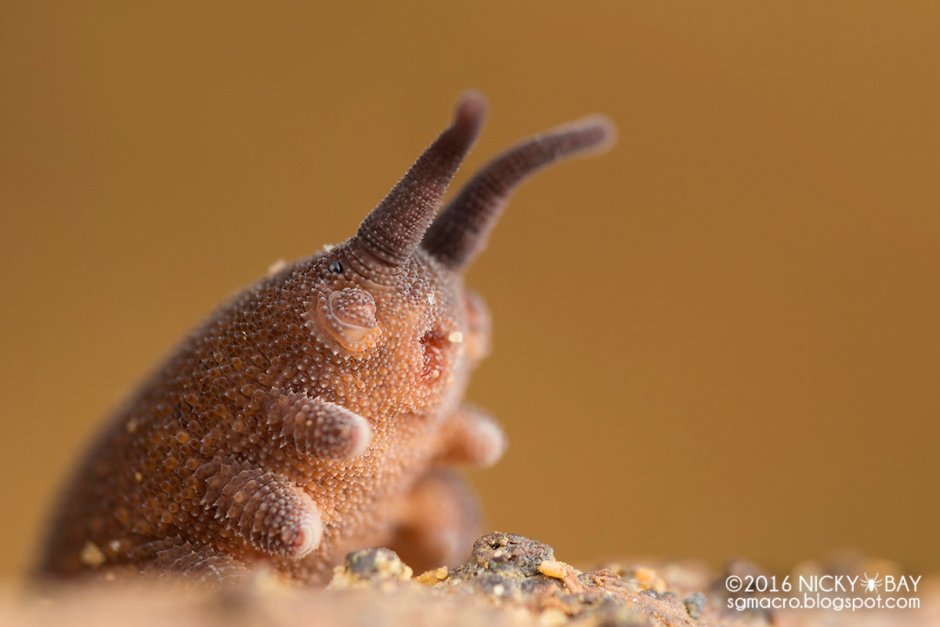 Первичнотрахейные Peripatopsidae