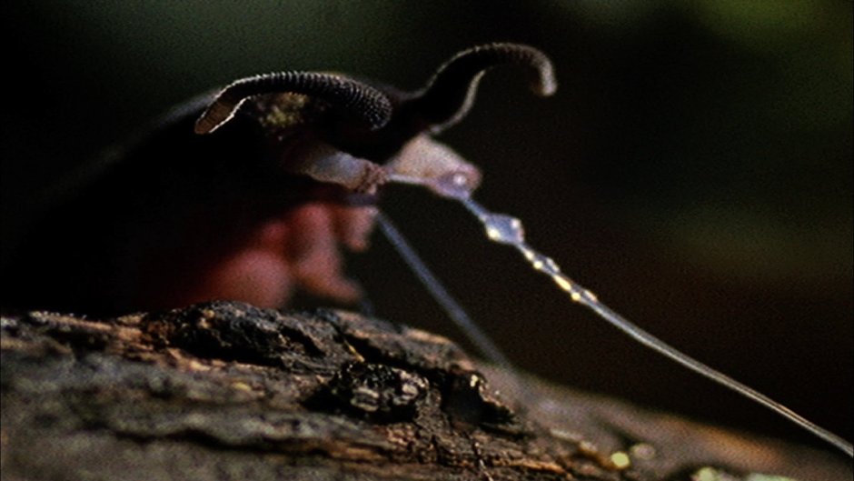 Velvet worm