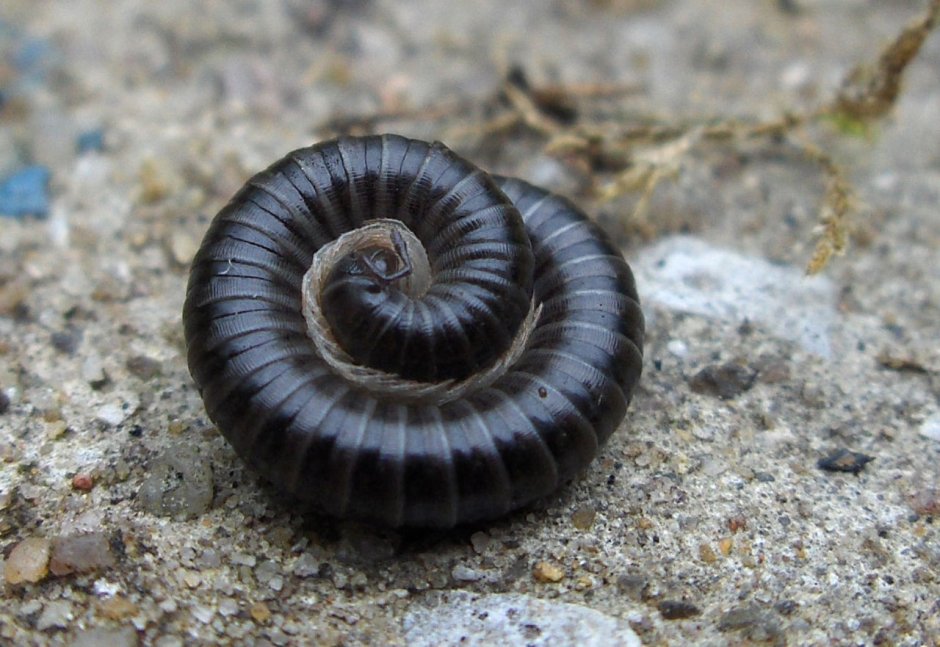 Peripatopsis capensis