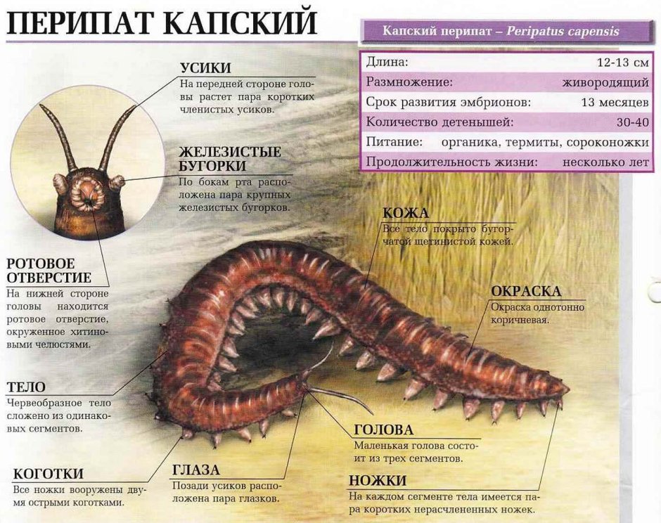 Бархатный червь охотится