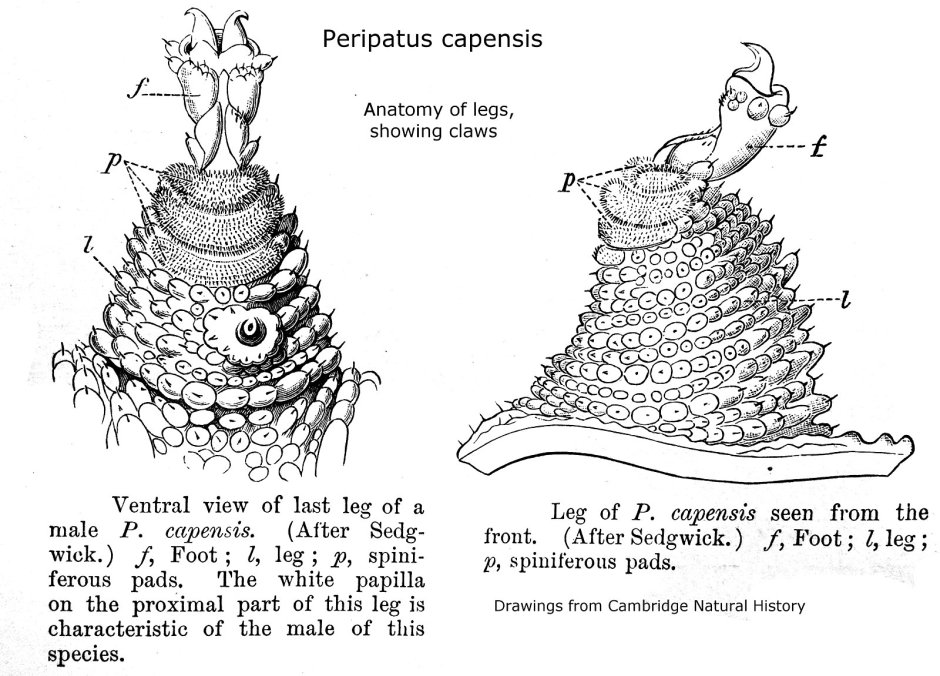 Velvet worm Guf