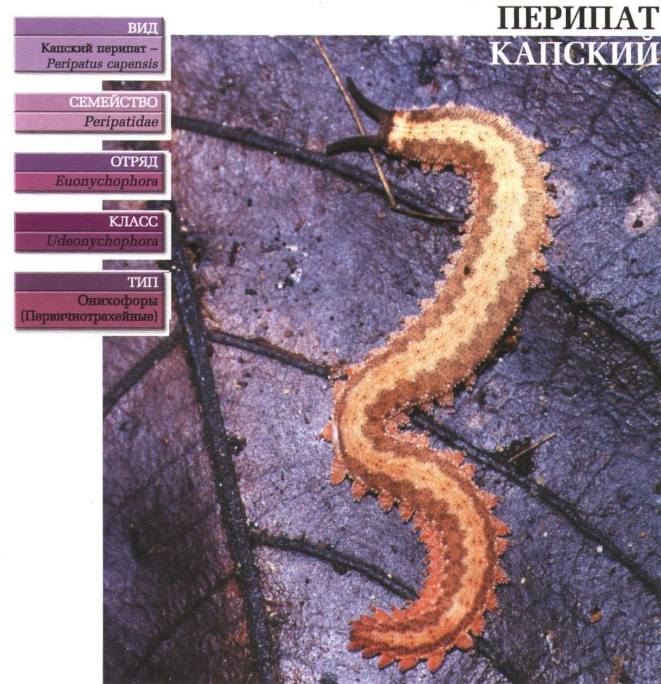 Euperipatoides kanangrensis