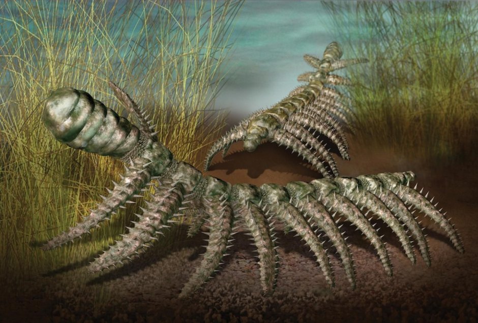Xenusion auerswaldae