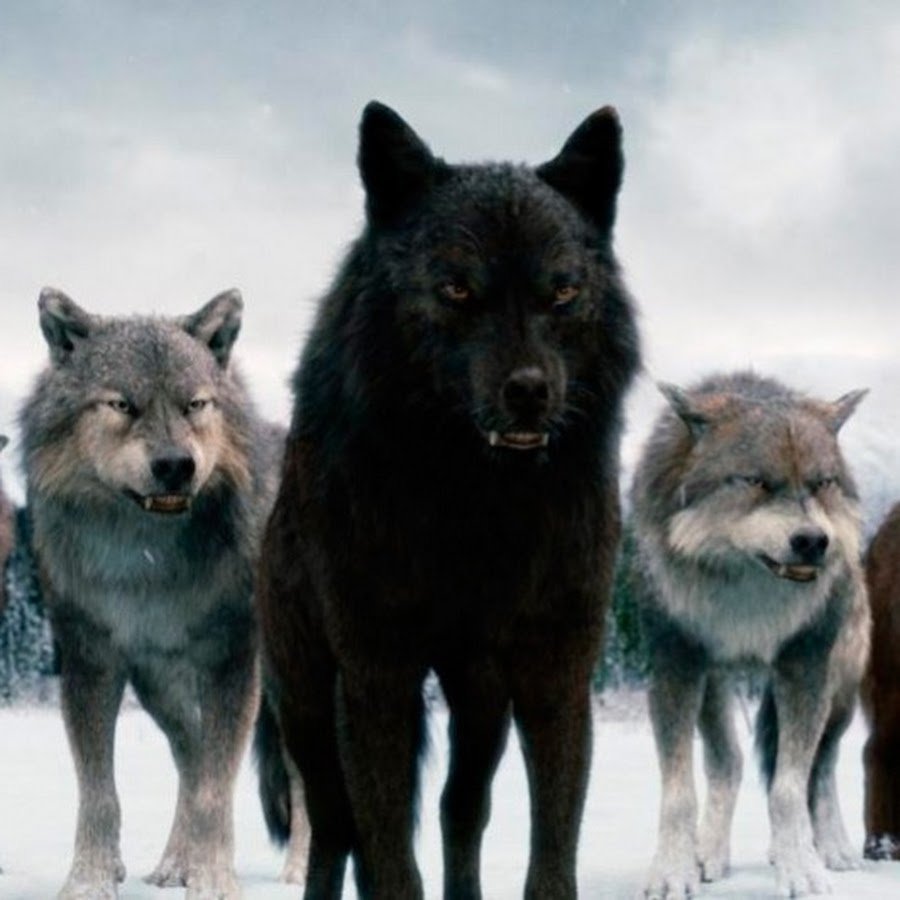 Моголлонский горный волк