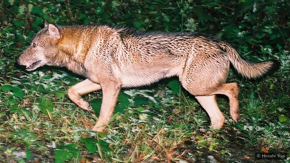 Тасманийский сумчатый волк