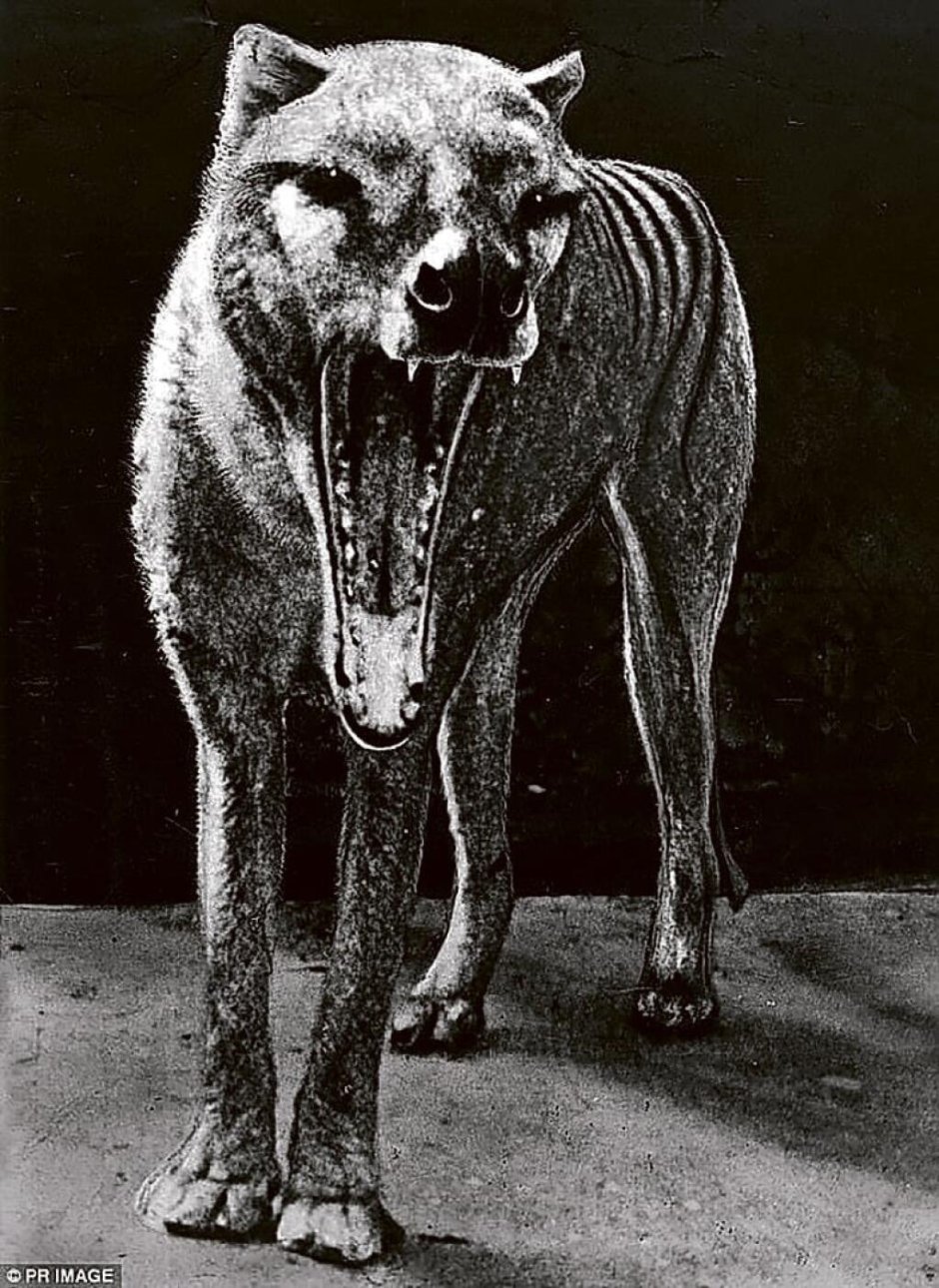 Тасманский сумчатый волк